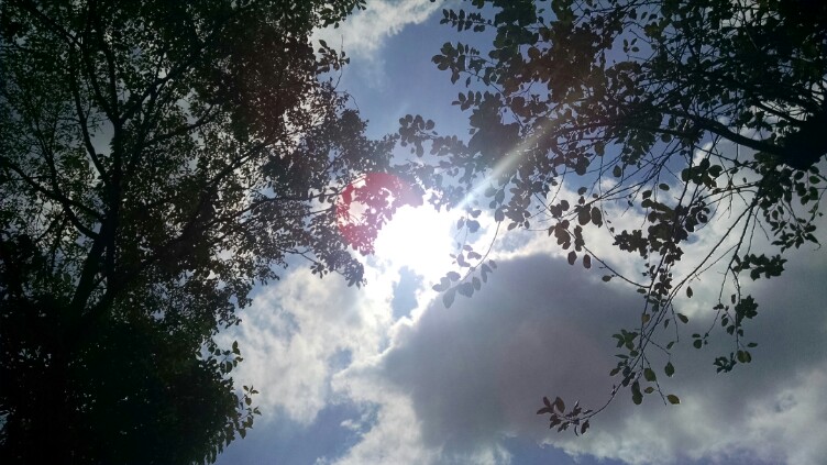 Sky through the trees